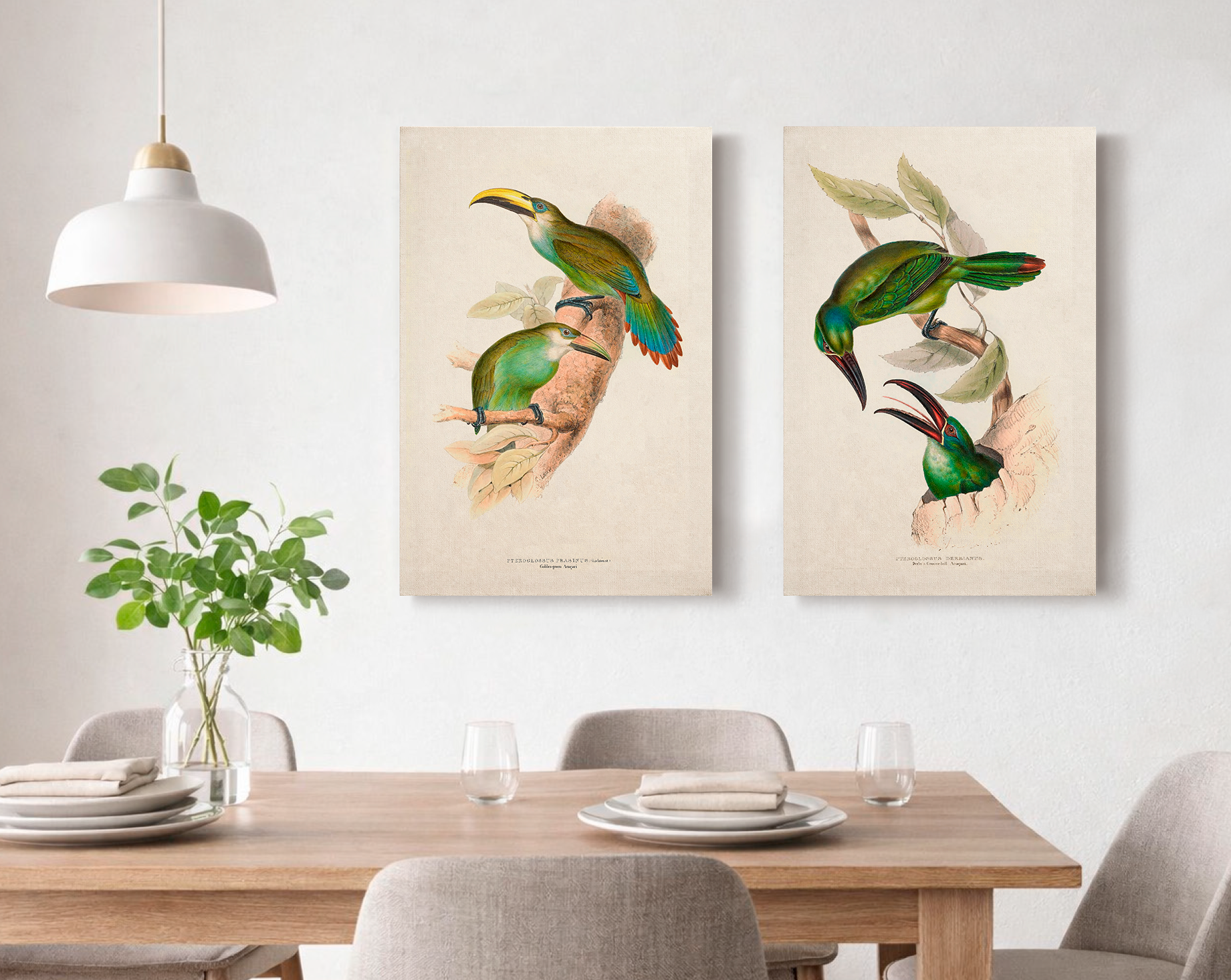 Birds of America