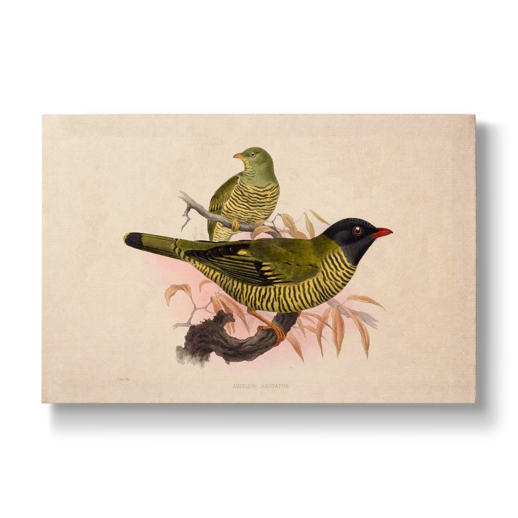 Ampelion arcuatus - Botanical Print