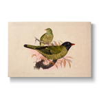 Ampelion arcuatus - Botanical Print