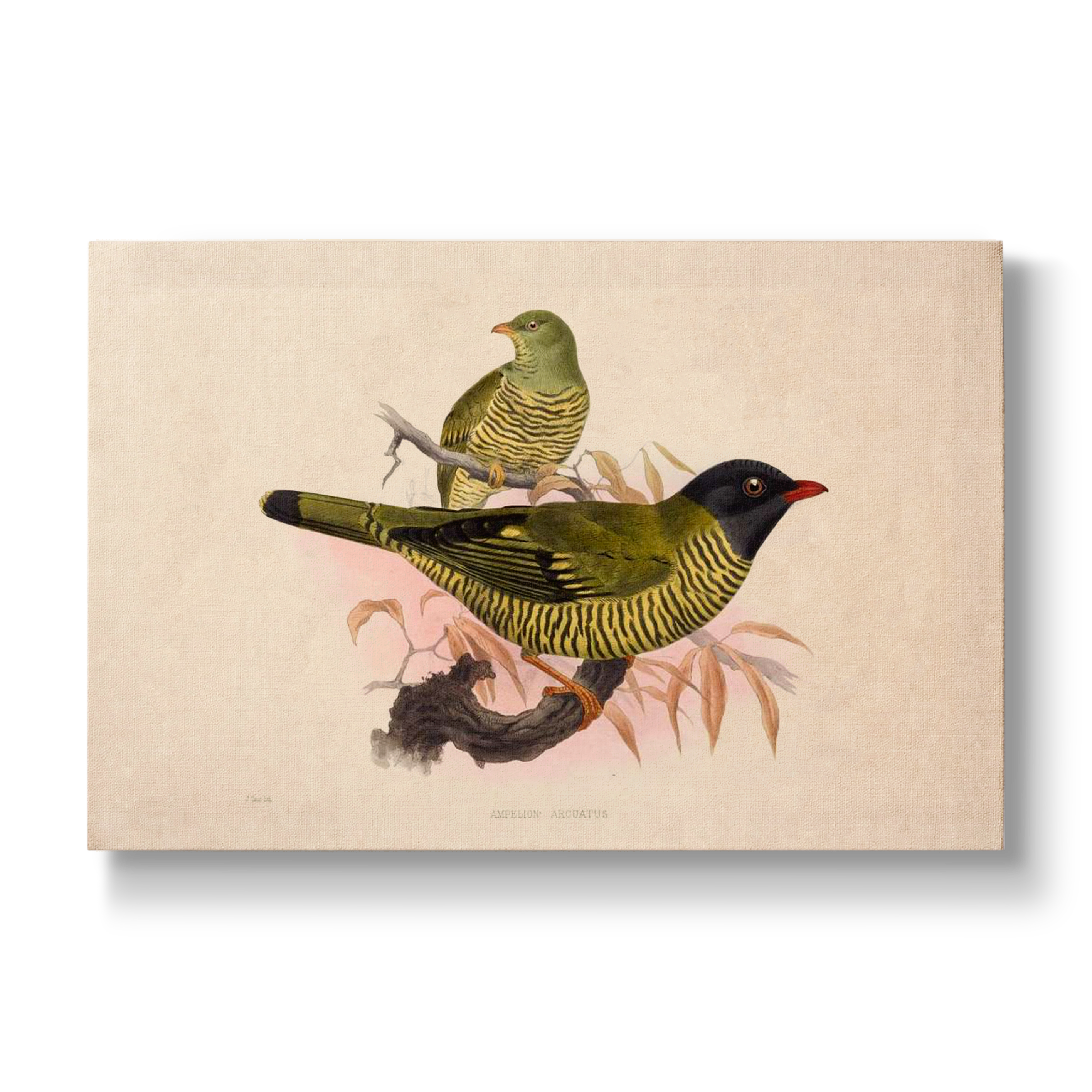 Ampelion arcuatus - Botanical Print