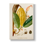 Cacaoyer Cultivé - Botanical Print