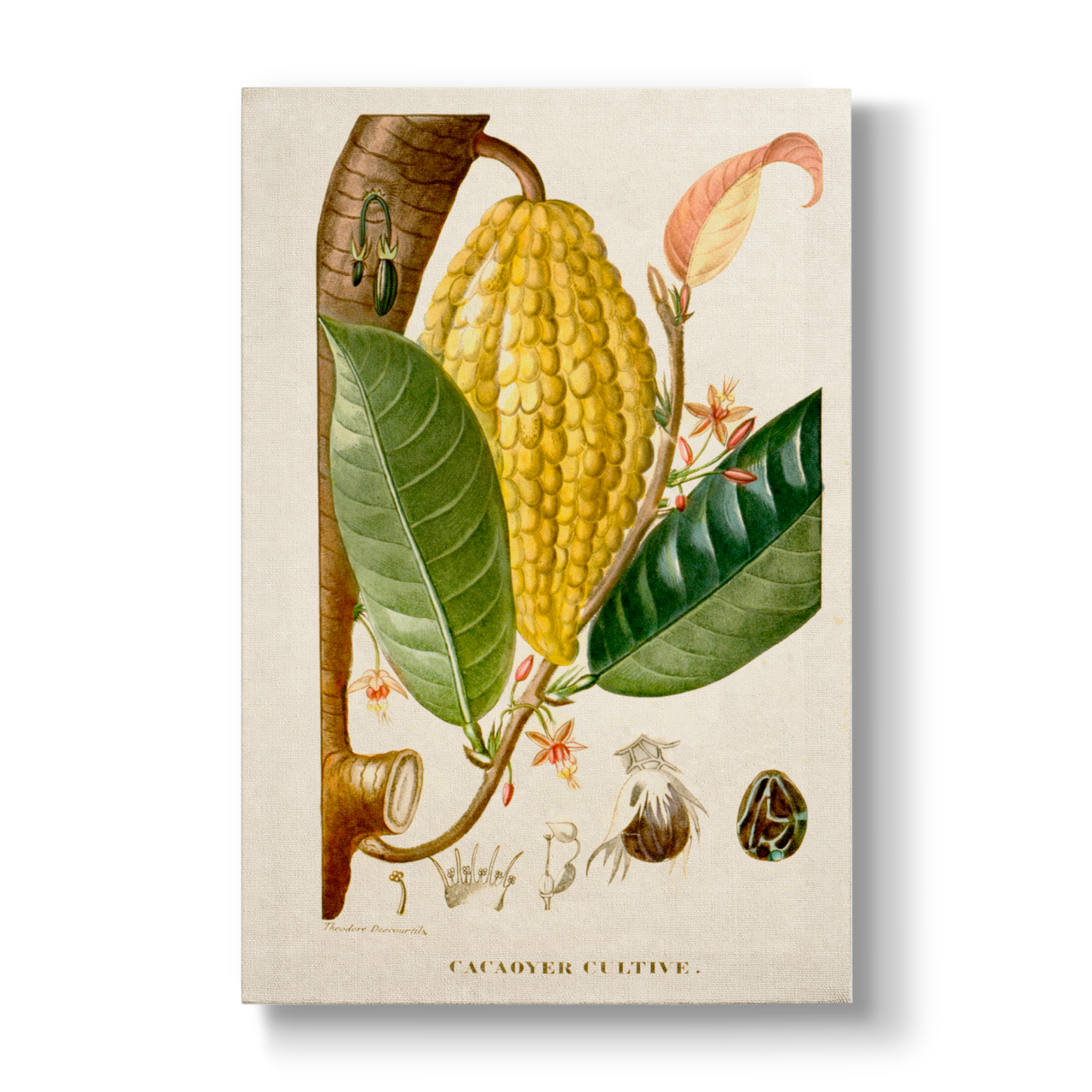 Cacaoyer Cultivé - Botanical Print