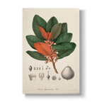 Lucuma Arguacoënsium - Botanical Print