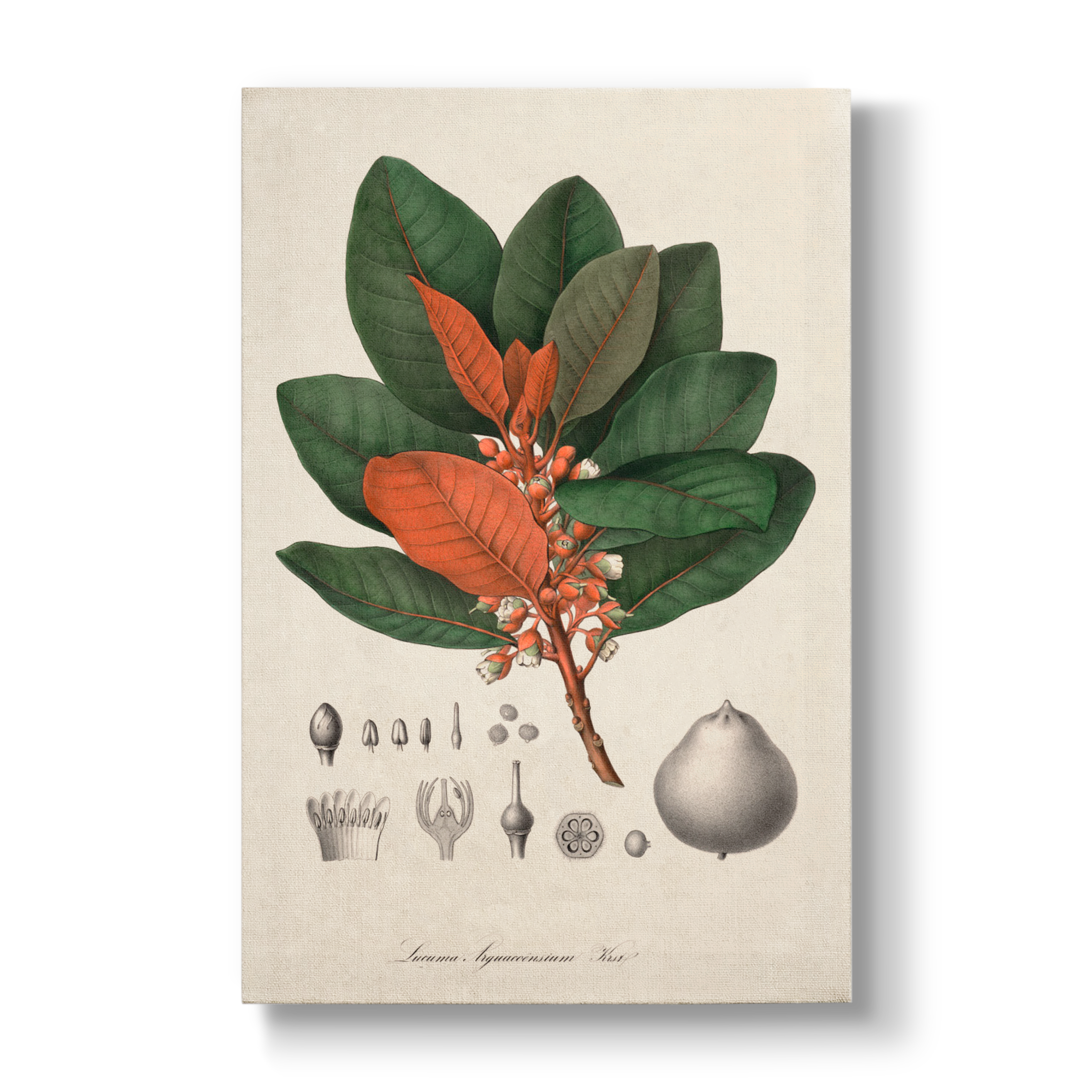 Lucuma Arguacoënsium - Botanical Print