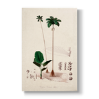 Deckeria cornuta - Botanical Print