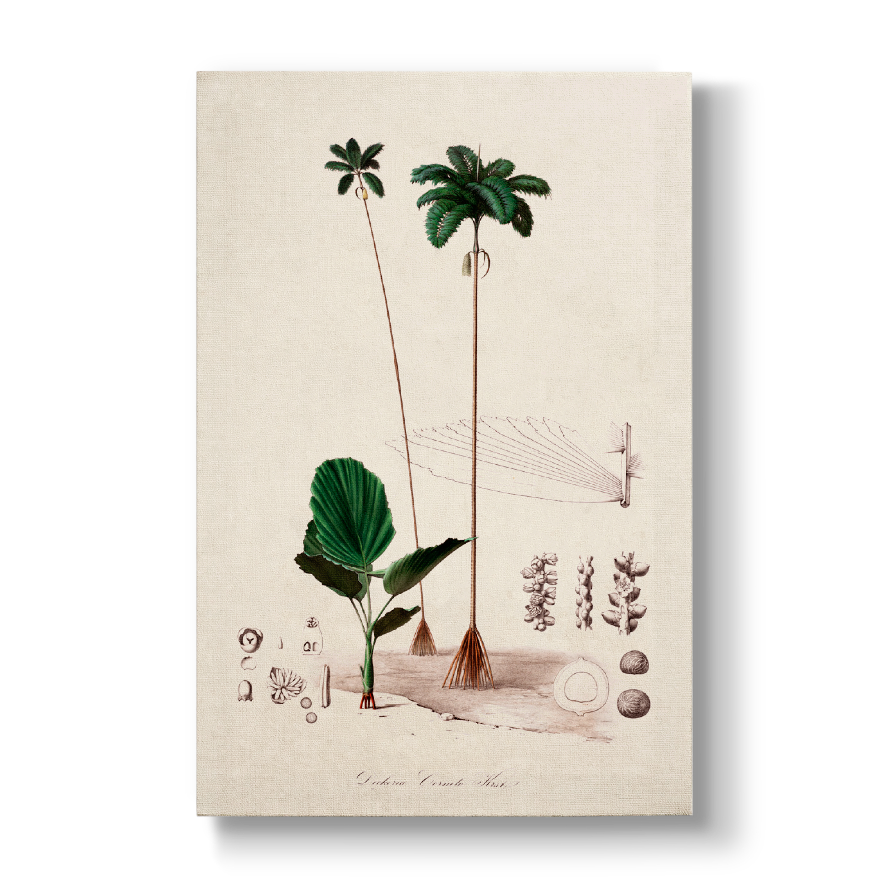 Deckeria cornuta - Botanical Print