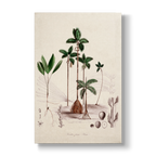 Dictyocaryum fuscum - Botanical Print