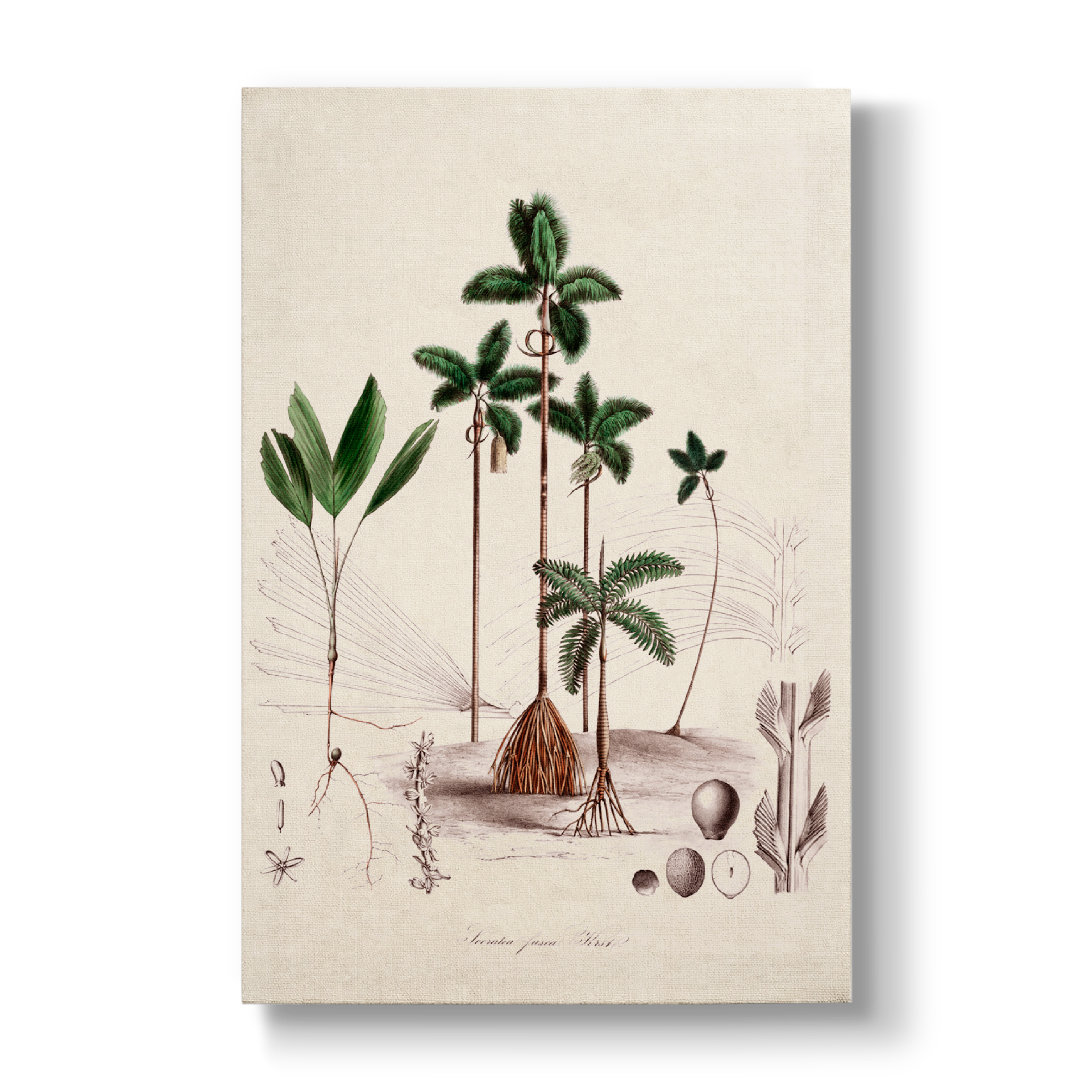 Dictyocaryum fuscum - Botanical Print