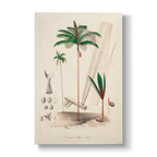 Oenocarpus Mapora- Botanical Print