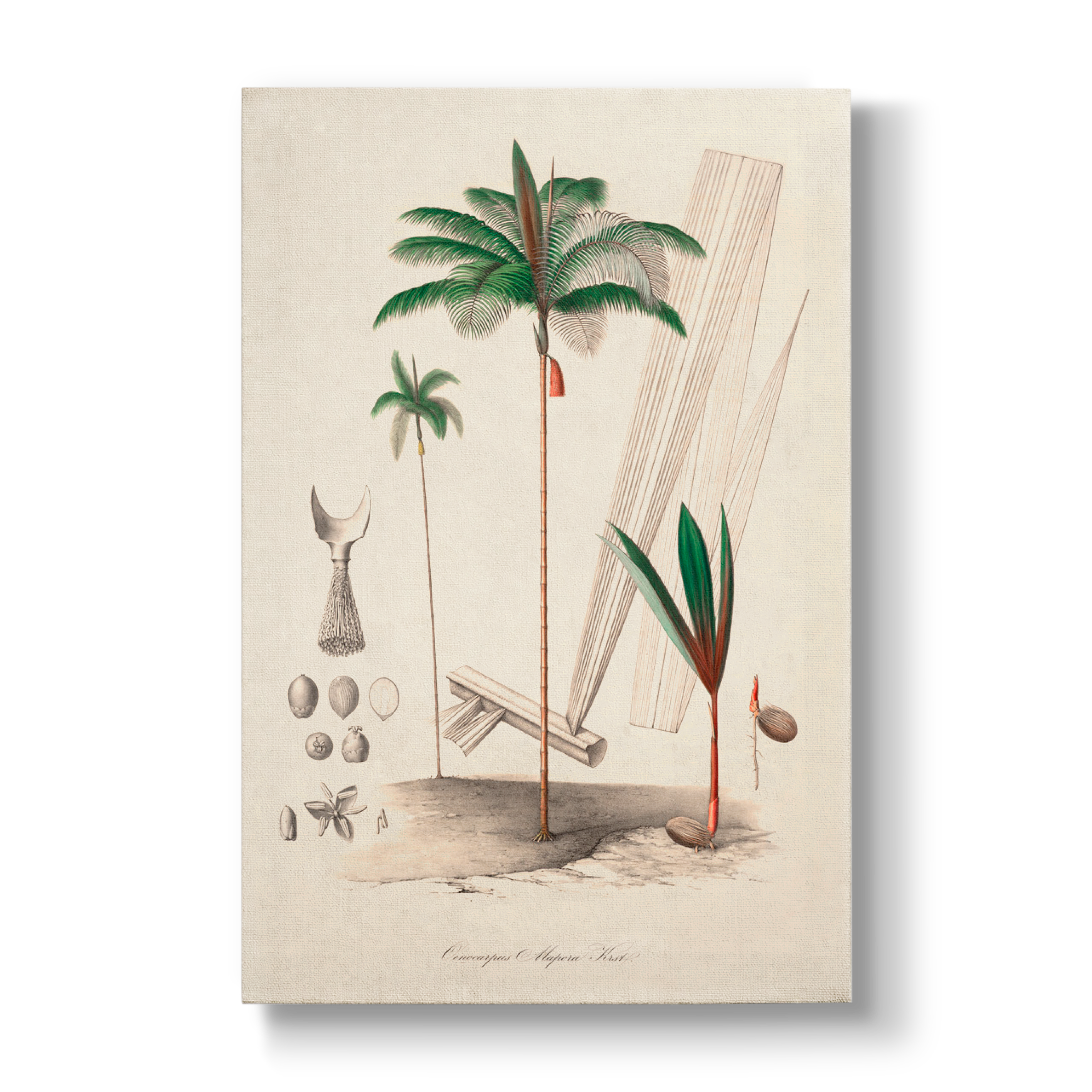 Oenocarpus Mapora- Botanical Print