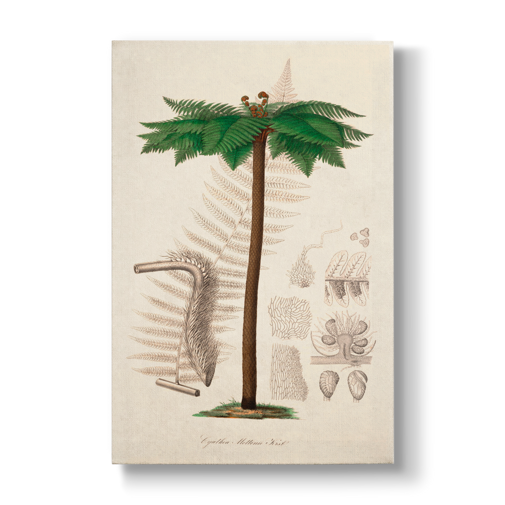 Cyathea Mettenii - Botanical Print