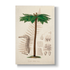 Cyathea Mettenii - Botanical Print