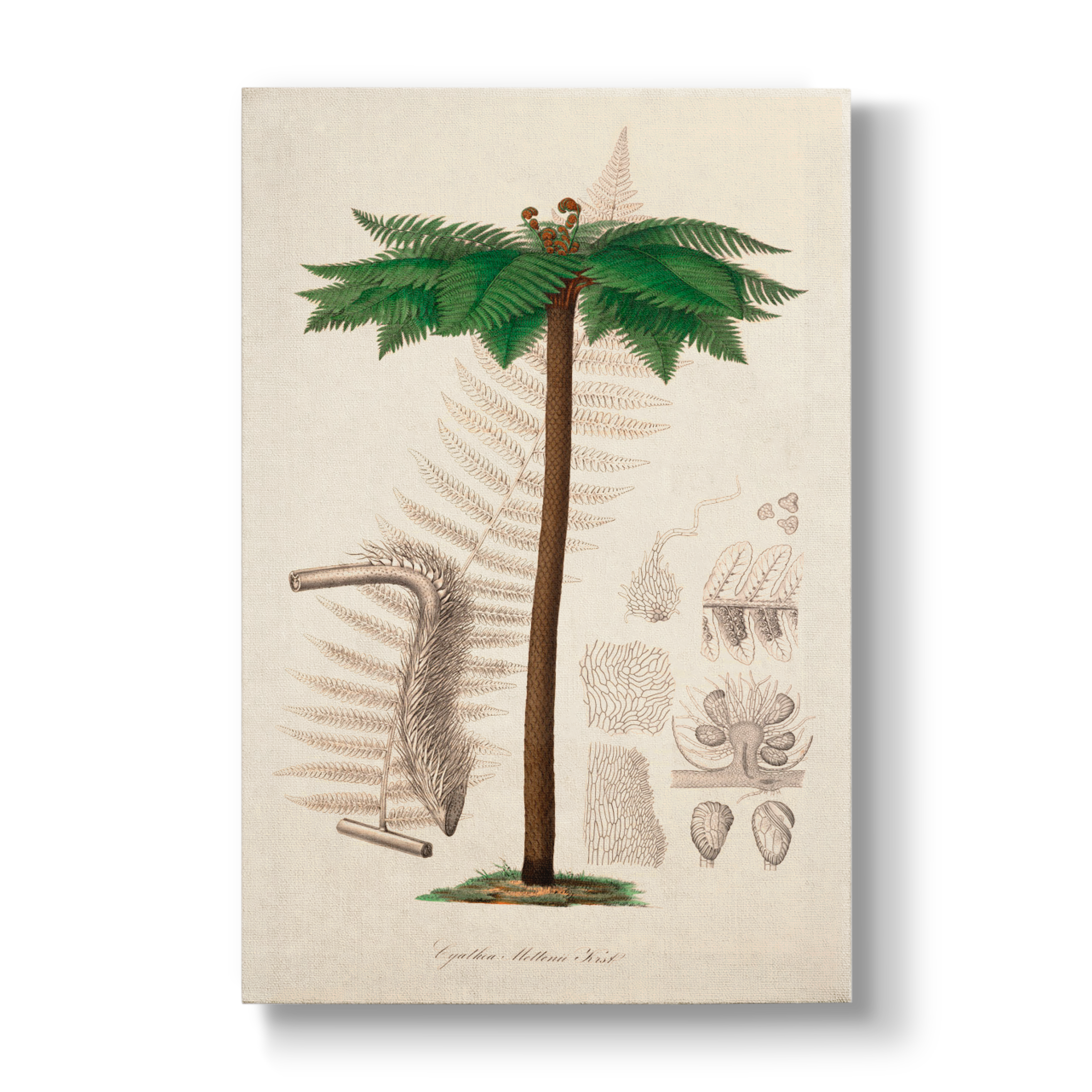 Cyathea Mettenii - Botanical Print