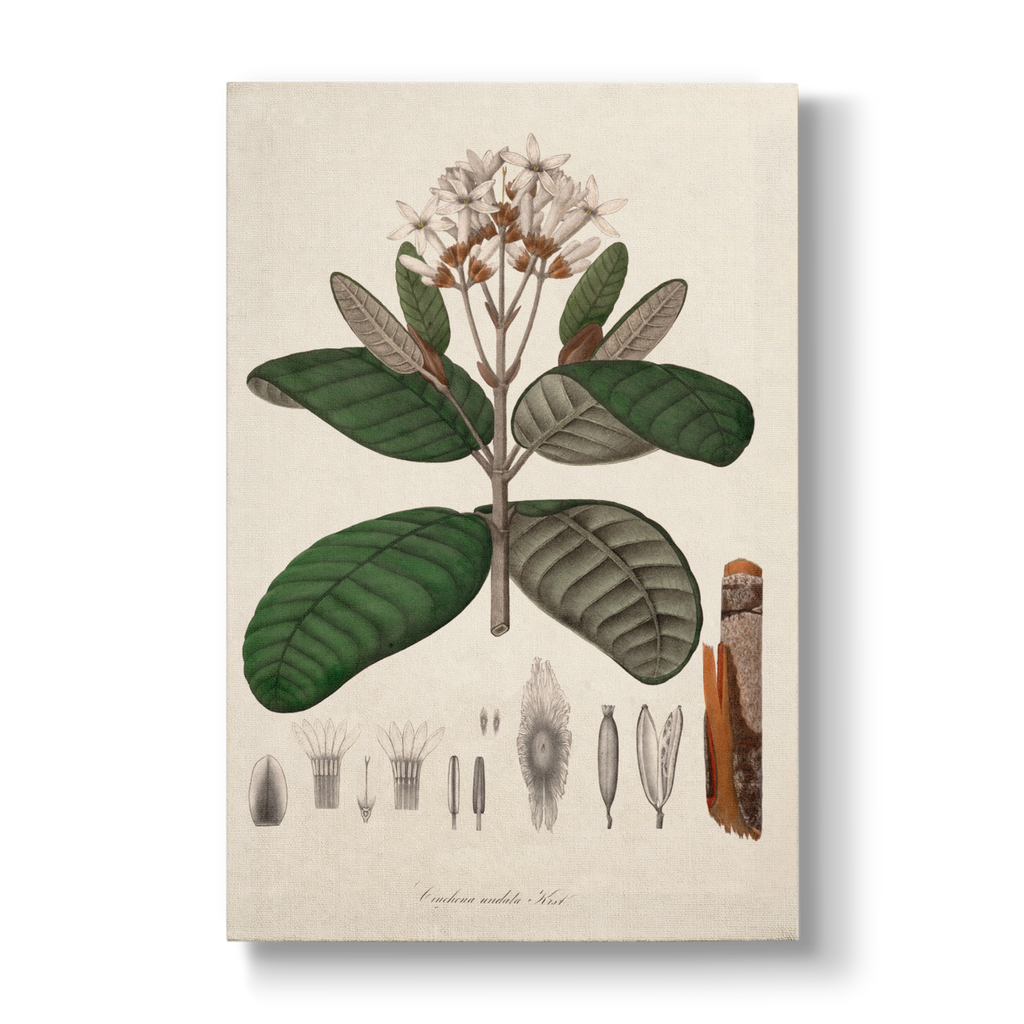 Cinchona undata - Botanical Print