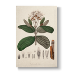 Cinchona undata - Botanical Print