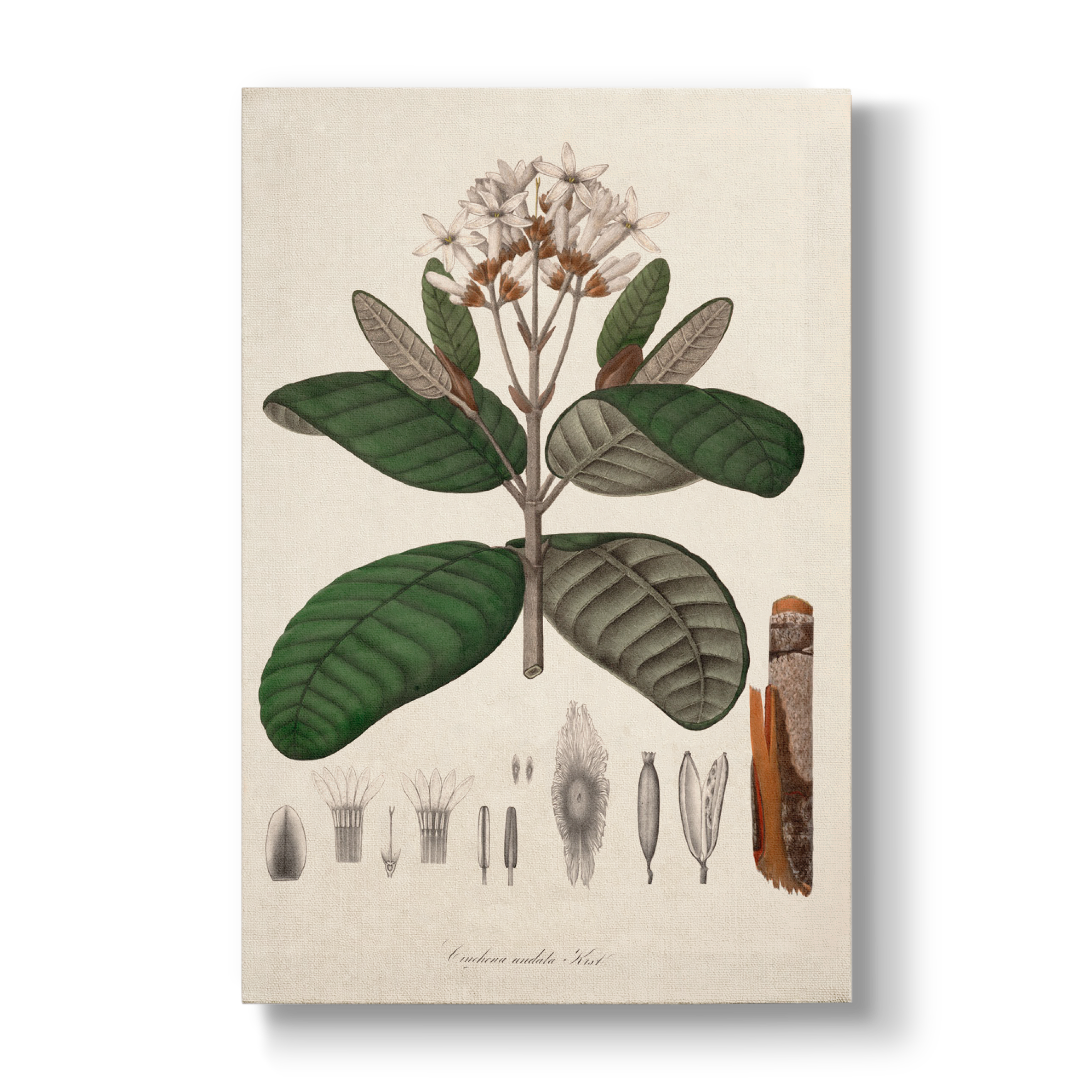 Cinchona undata - Botanical Print