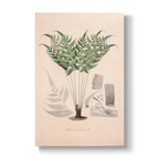 Asplenium ocanniense - Botanical Print