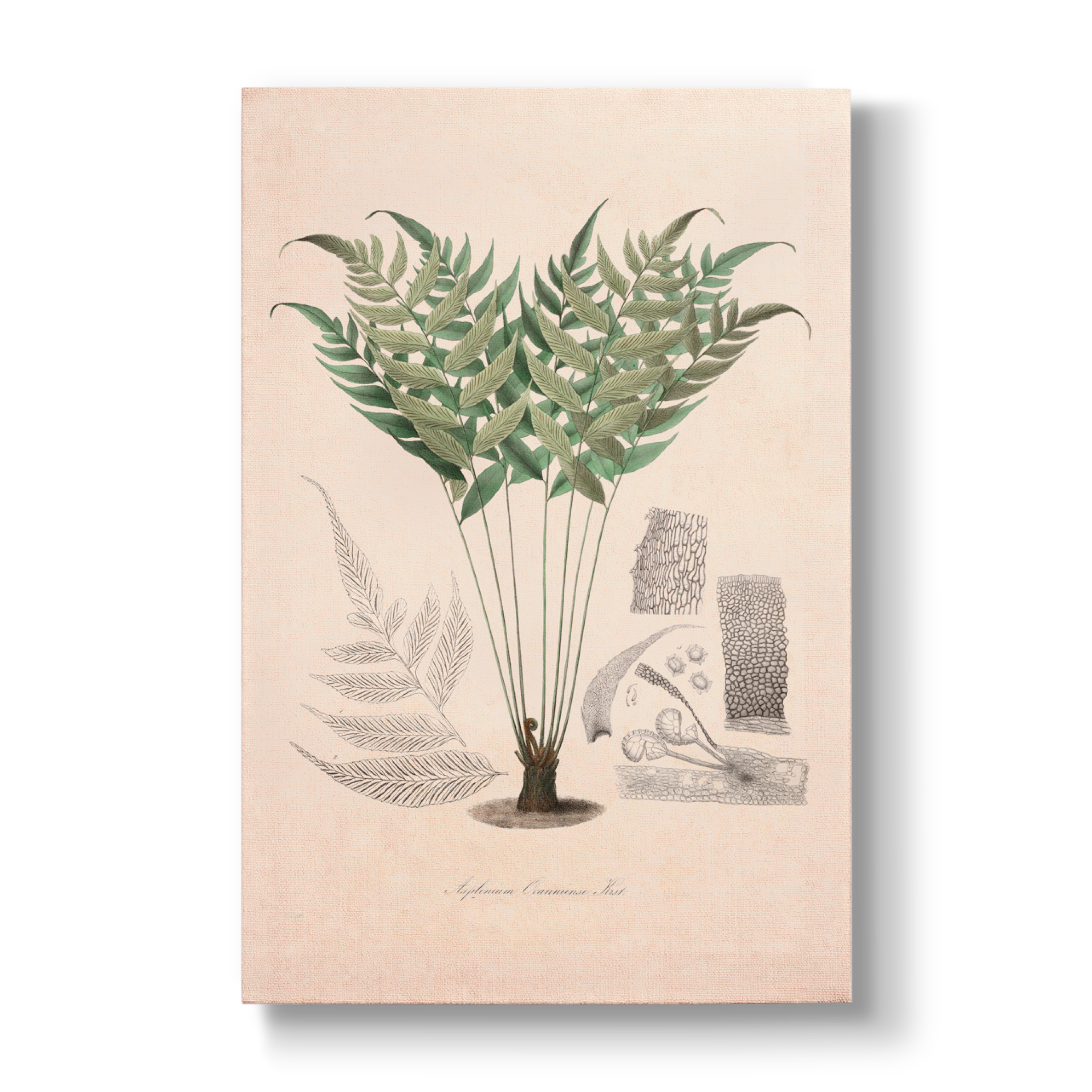 Asplenium ocanniense - Botanical Print
