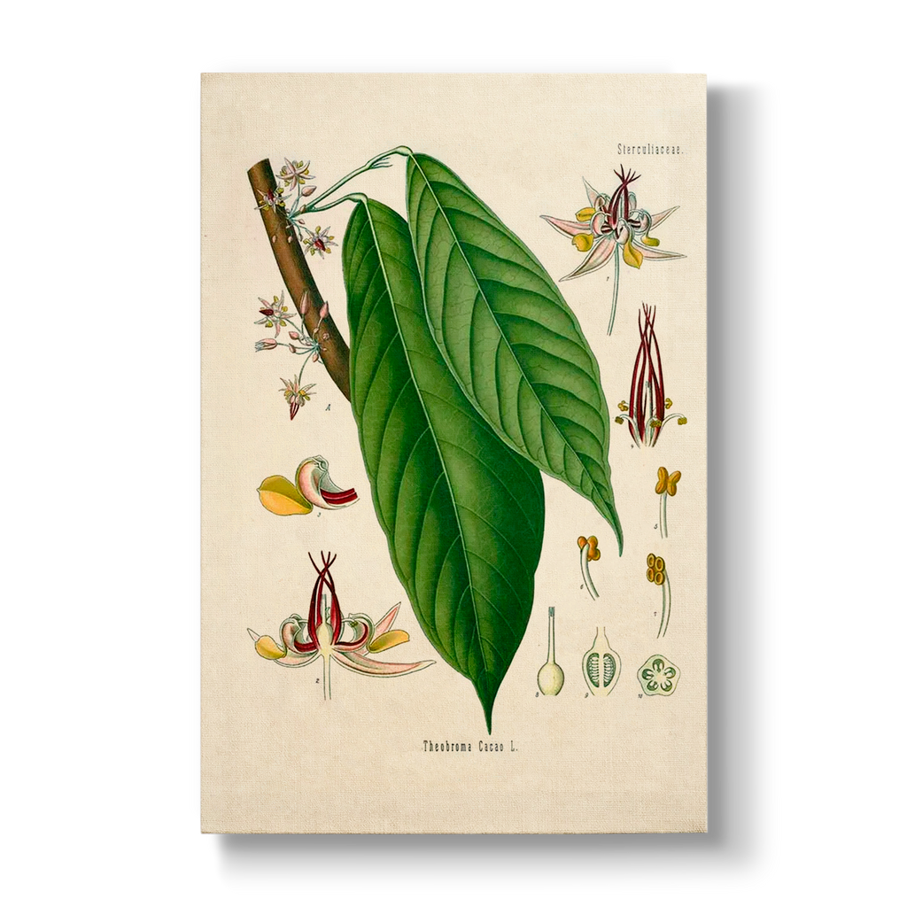 Sterculiaceae - Botanical Print