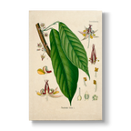 Sterculiaceae - Botanical Print