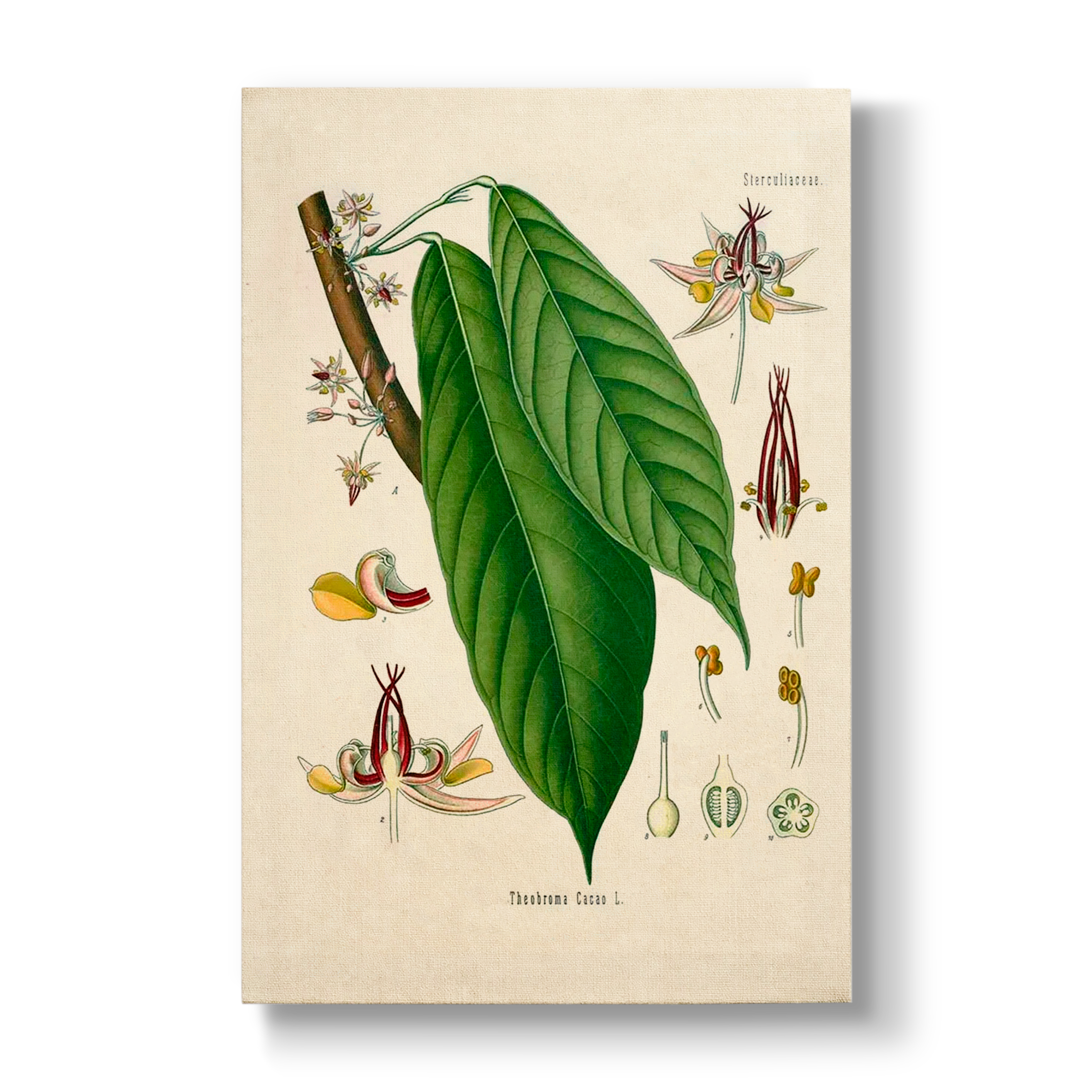 Sterculiaceae - Botanical Print