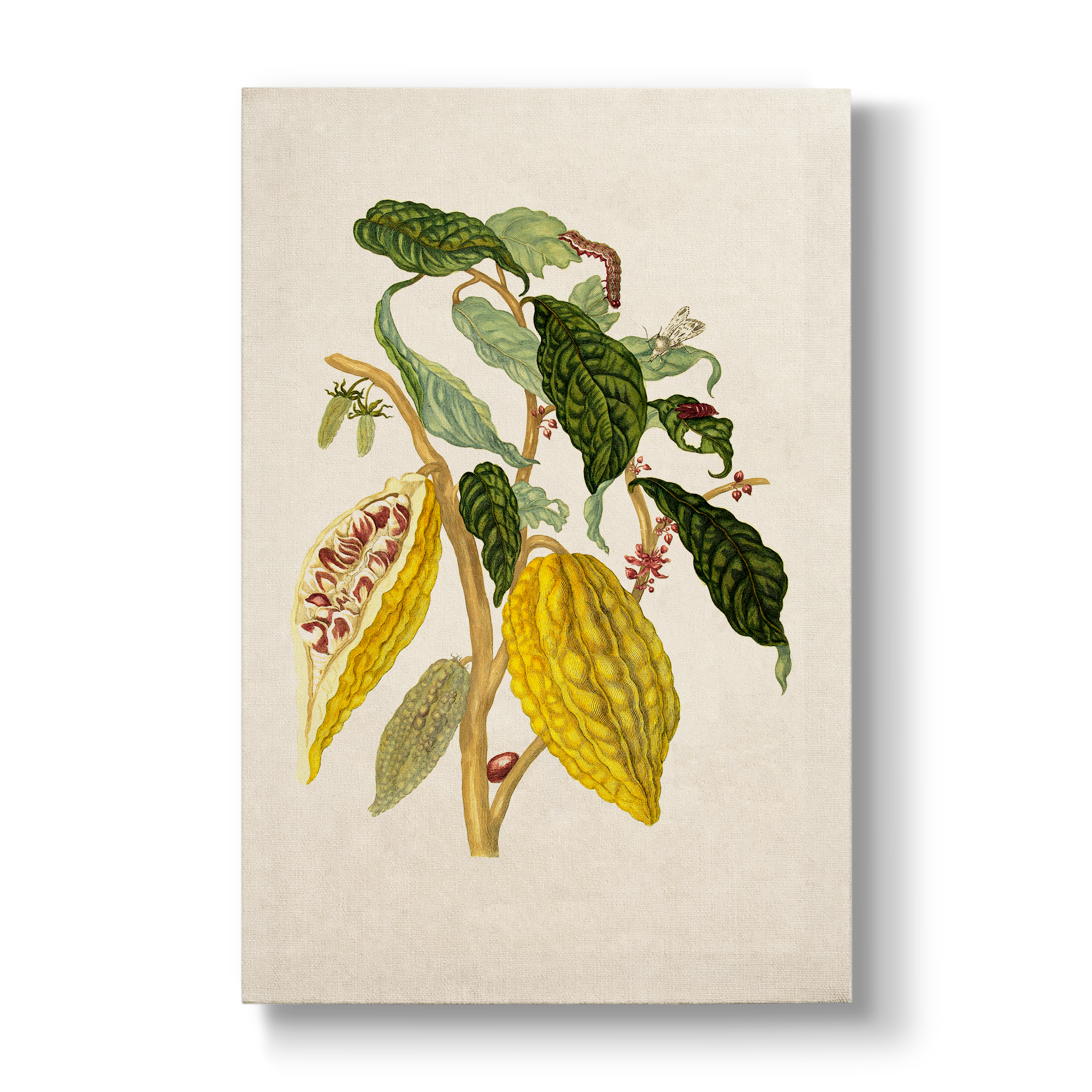 Cacau boom - Botanical Print