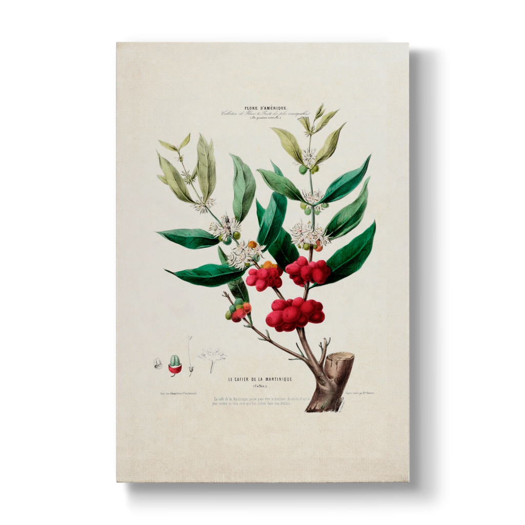 Le Cafier de la Martinique - Botanical Print