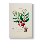 Le Cafier de la Martinique - Botanical Print