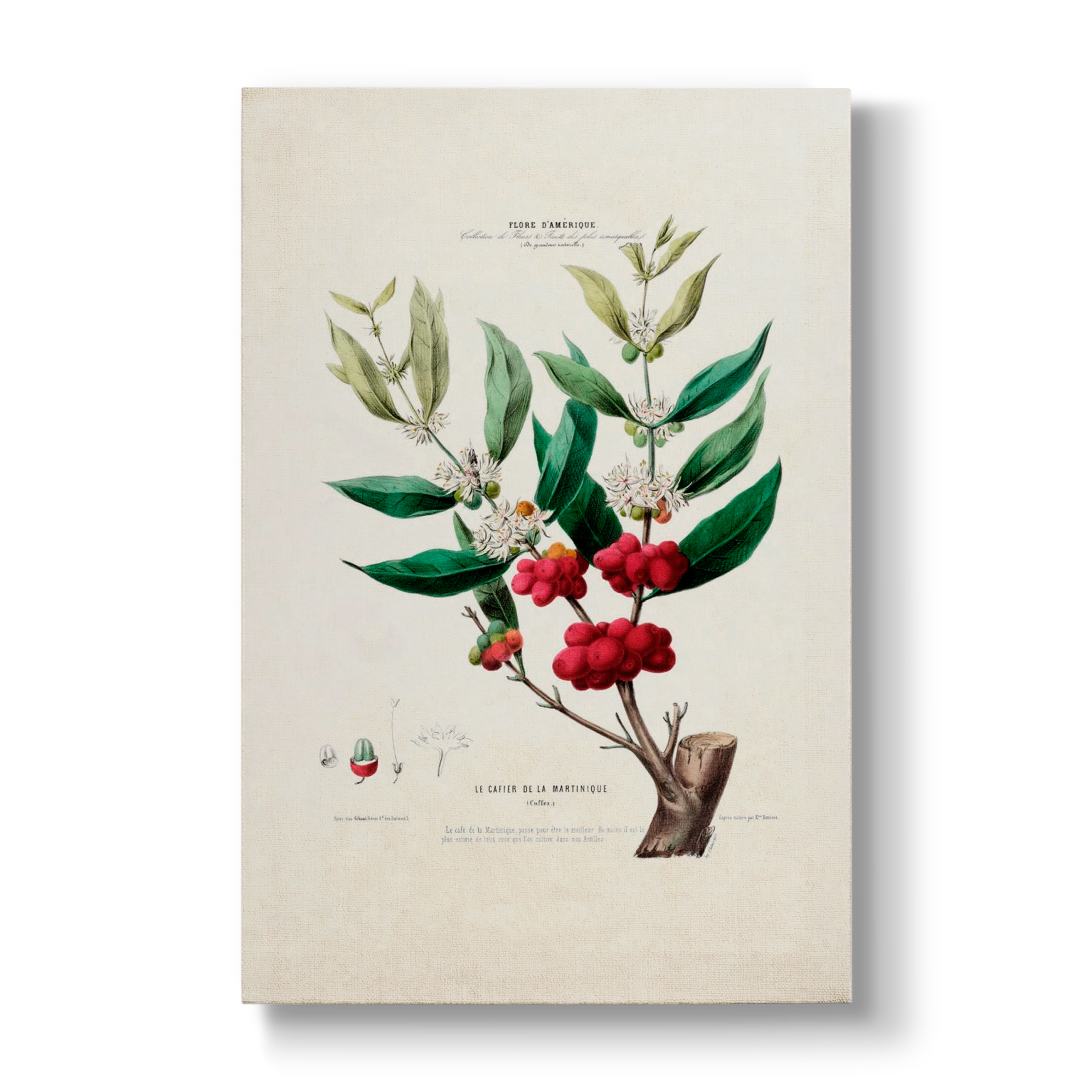 Le Cafier de la Martinique - Botanical Print