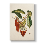 Cacao arbor (Cacao tree) - Botanical Print