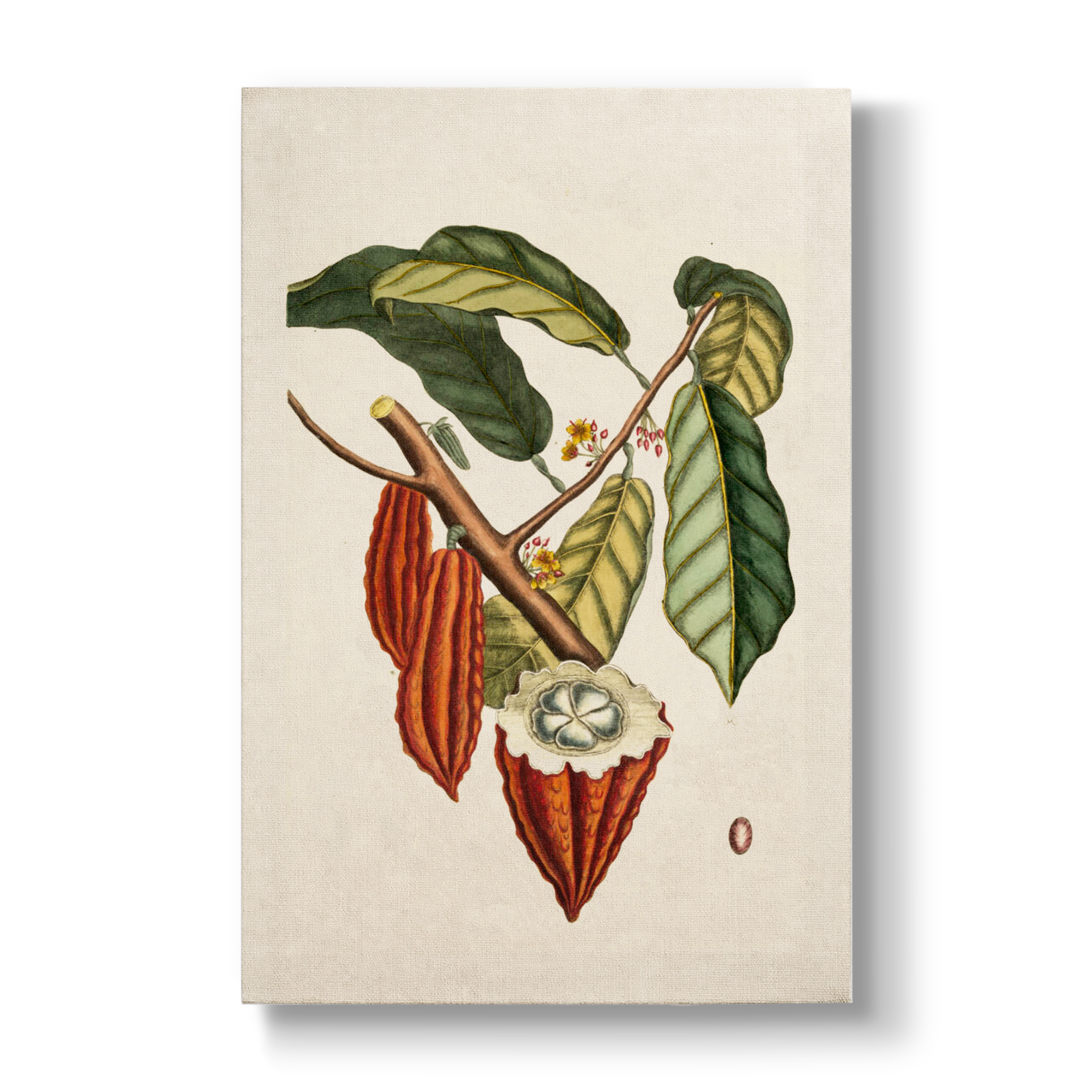 Cacao arbor (Cacao tree) - Botanical Print