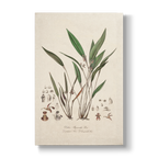 Dubois-Reymondia palpigera - Botanical Print