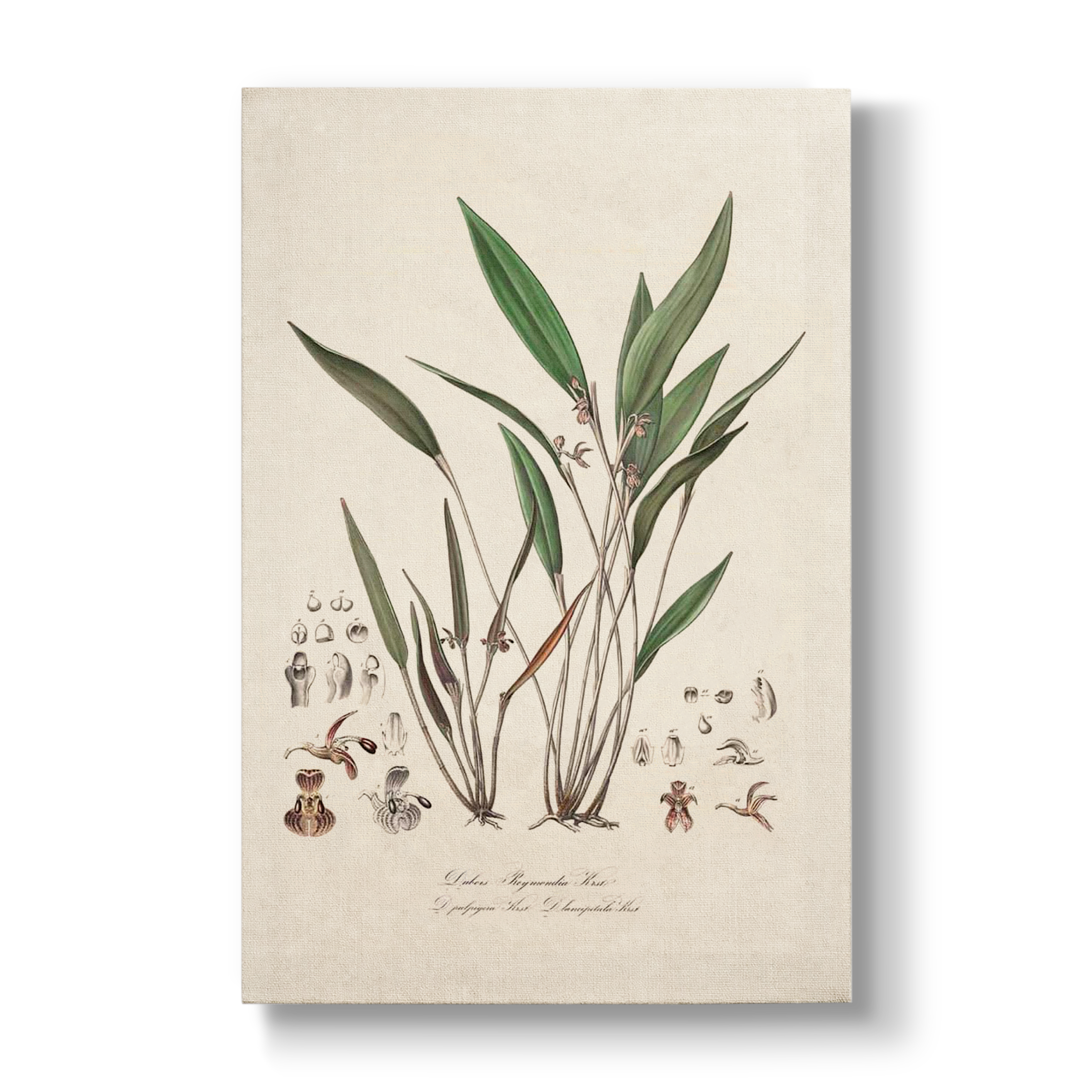 Dubois-Reymondia palpigera - Botanical Print