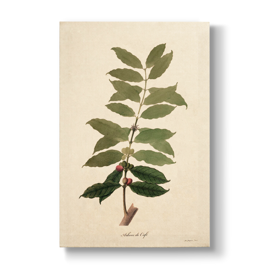 Coffea arabica - Botanical Print