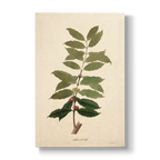 Coffea arabica - Botanical Print