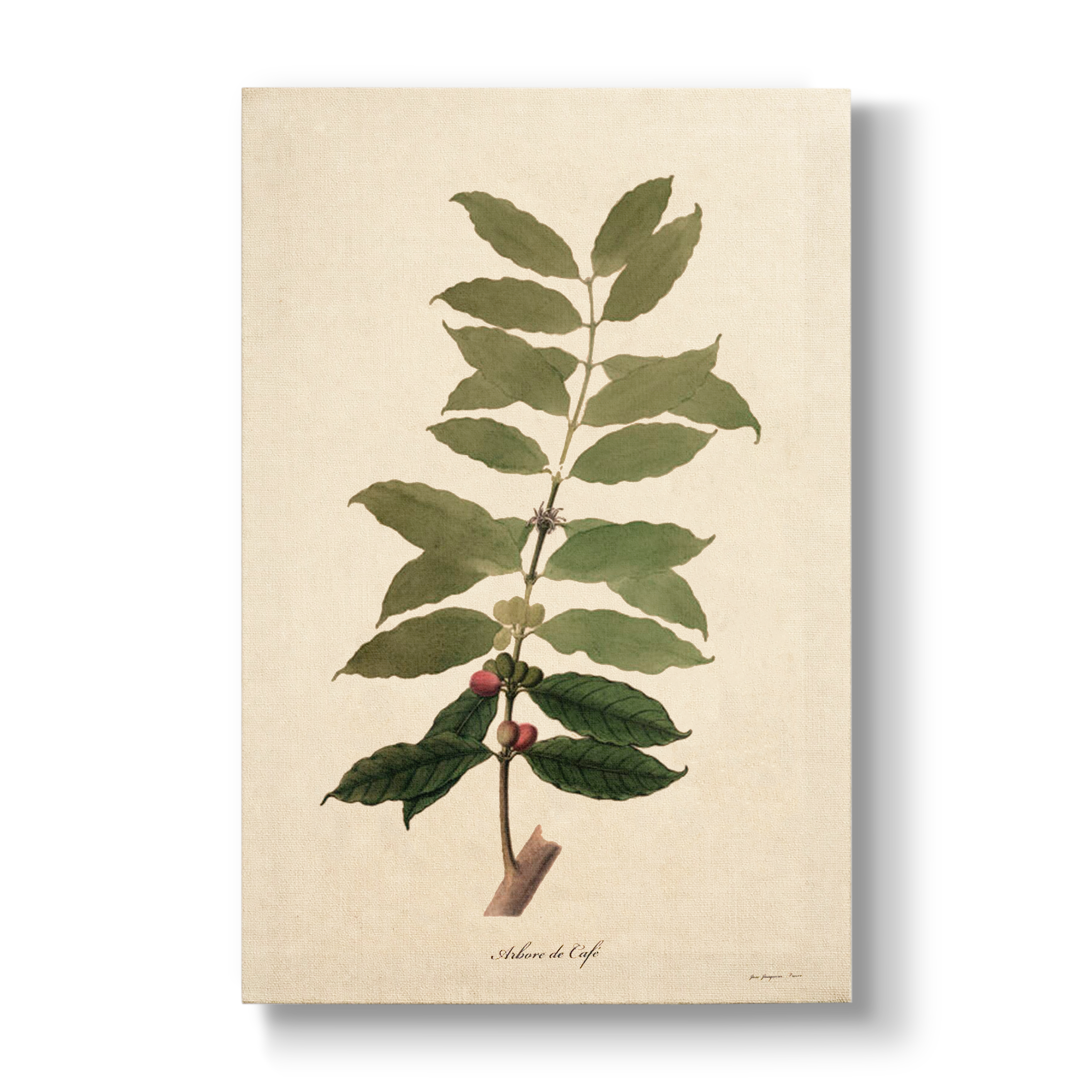 Coffea arabica - Botanical Print