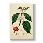 Arbore de Café - Botanical Print