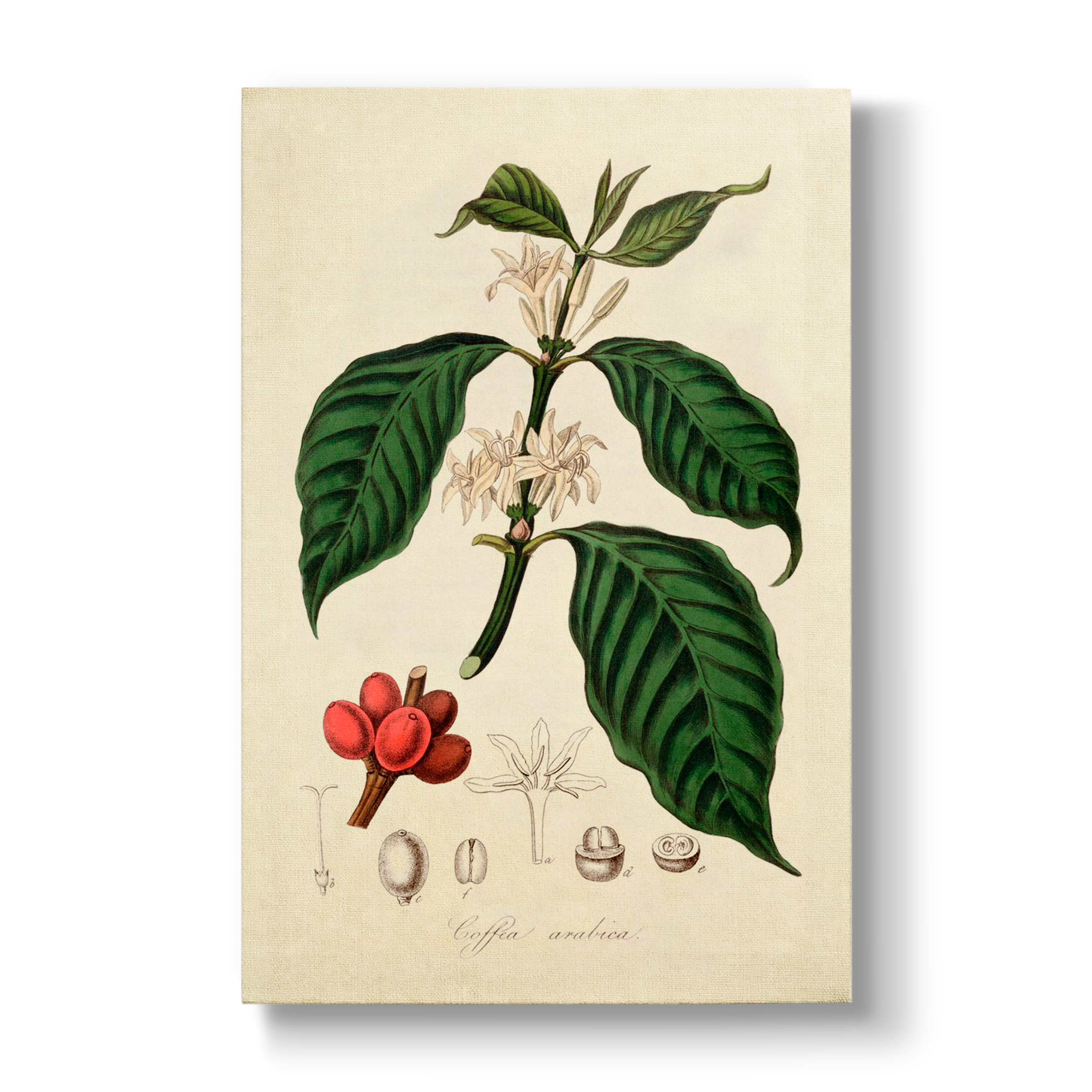 Arbore de Café - Botanical Print