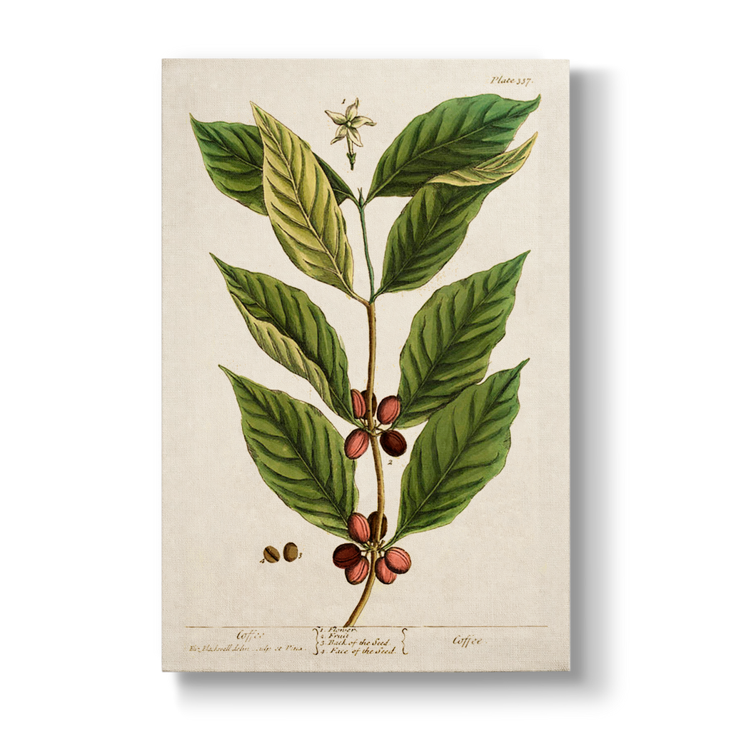 Coffee - Botanical Print
