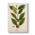 Coffee - Botanical Print
