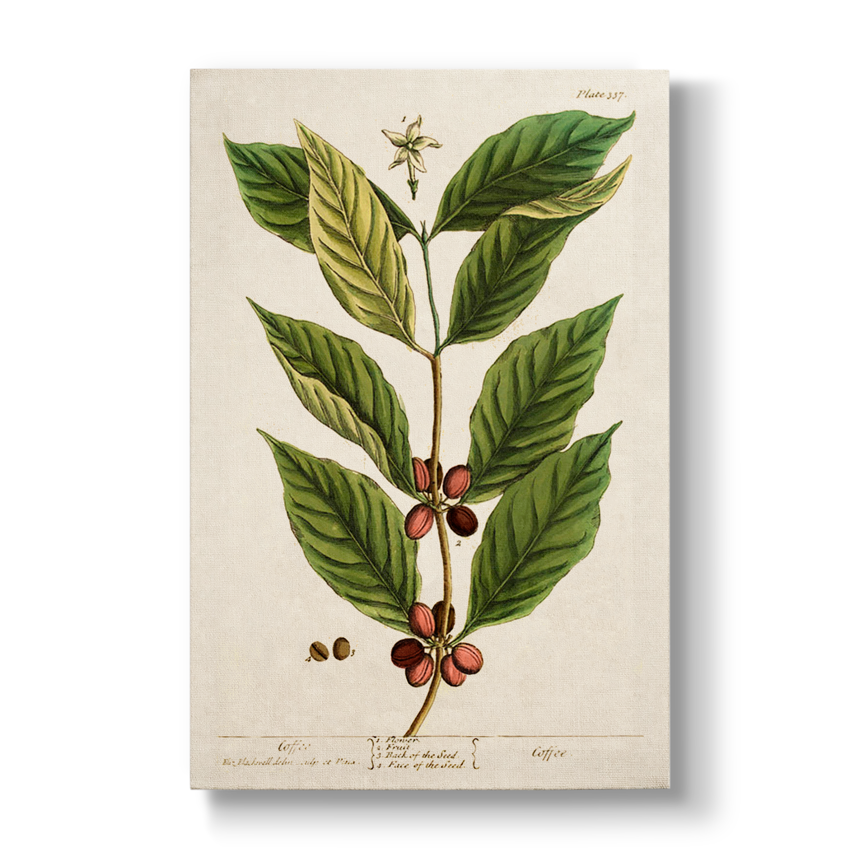 Coffee - Botanical Print