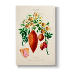 Momordica Les Mexicains - Botanical Print