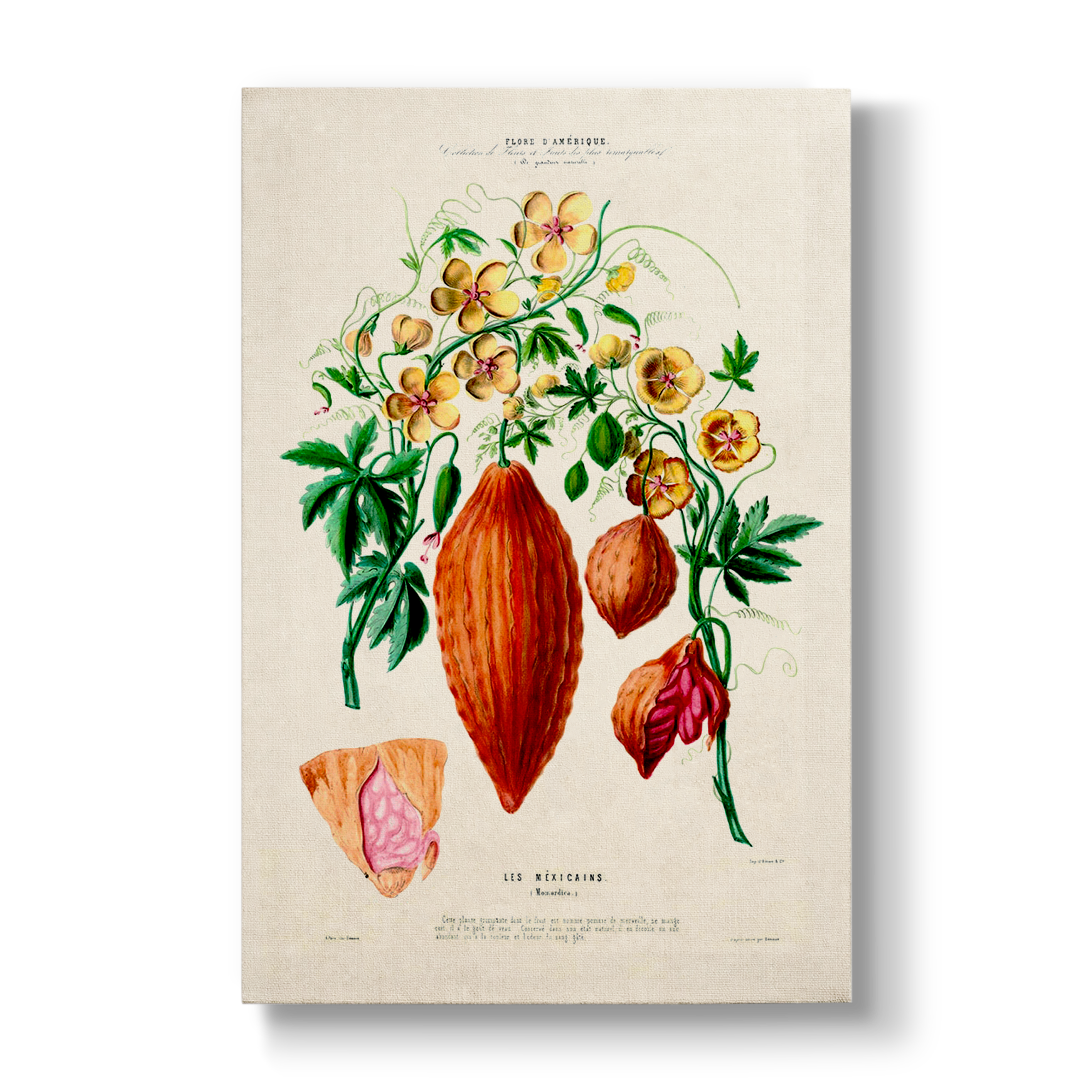 Momordica Les Mexicains - Botanical Print