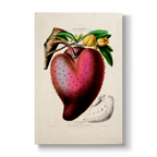 Annona muricata - Botanical Print