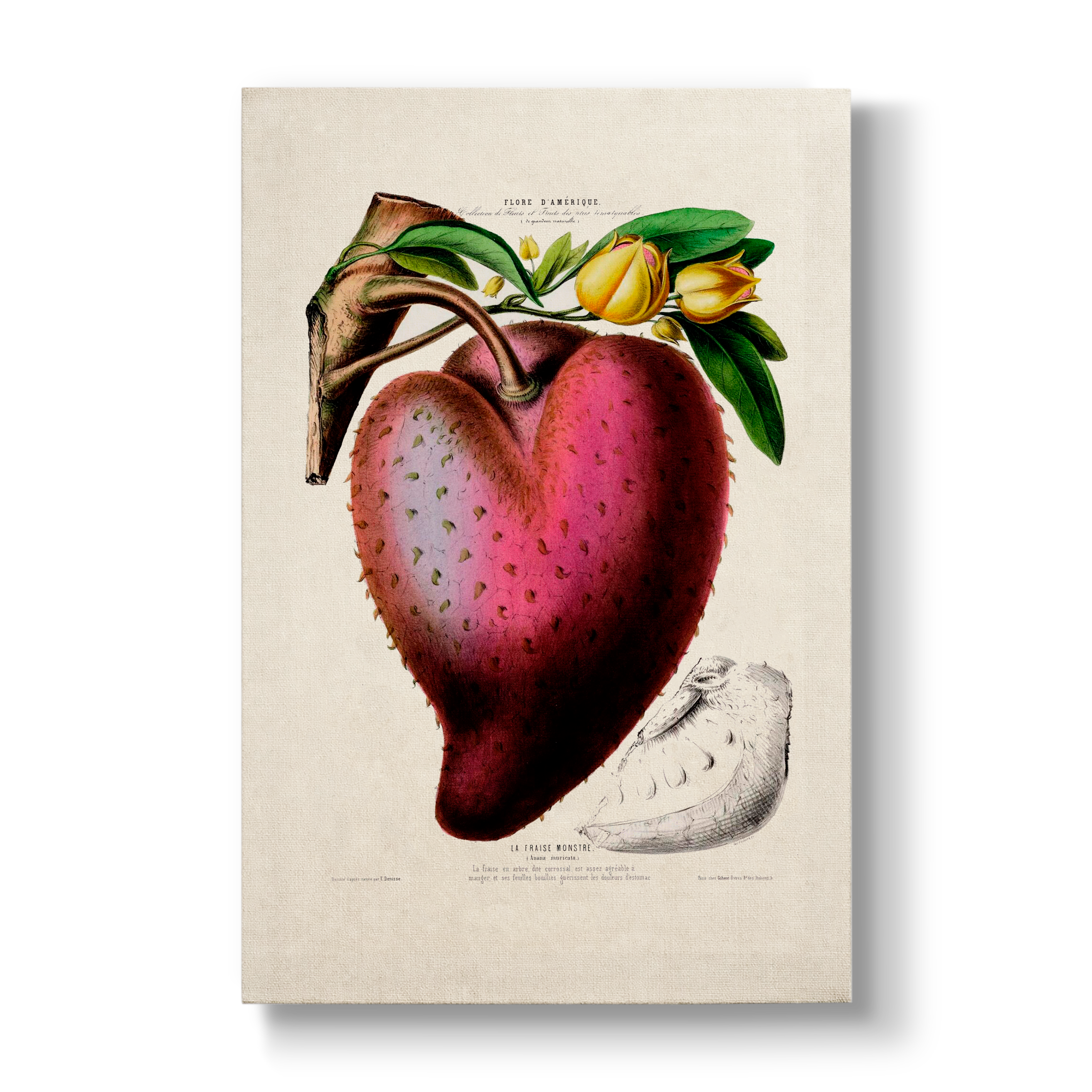 Annona muricata - Botanical Print