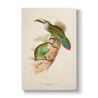 Golden-green Aracari - Botanical Print