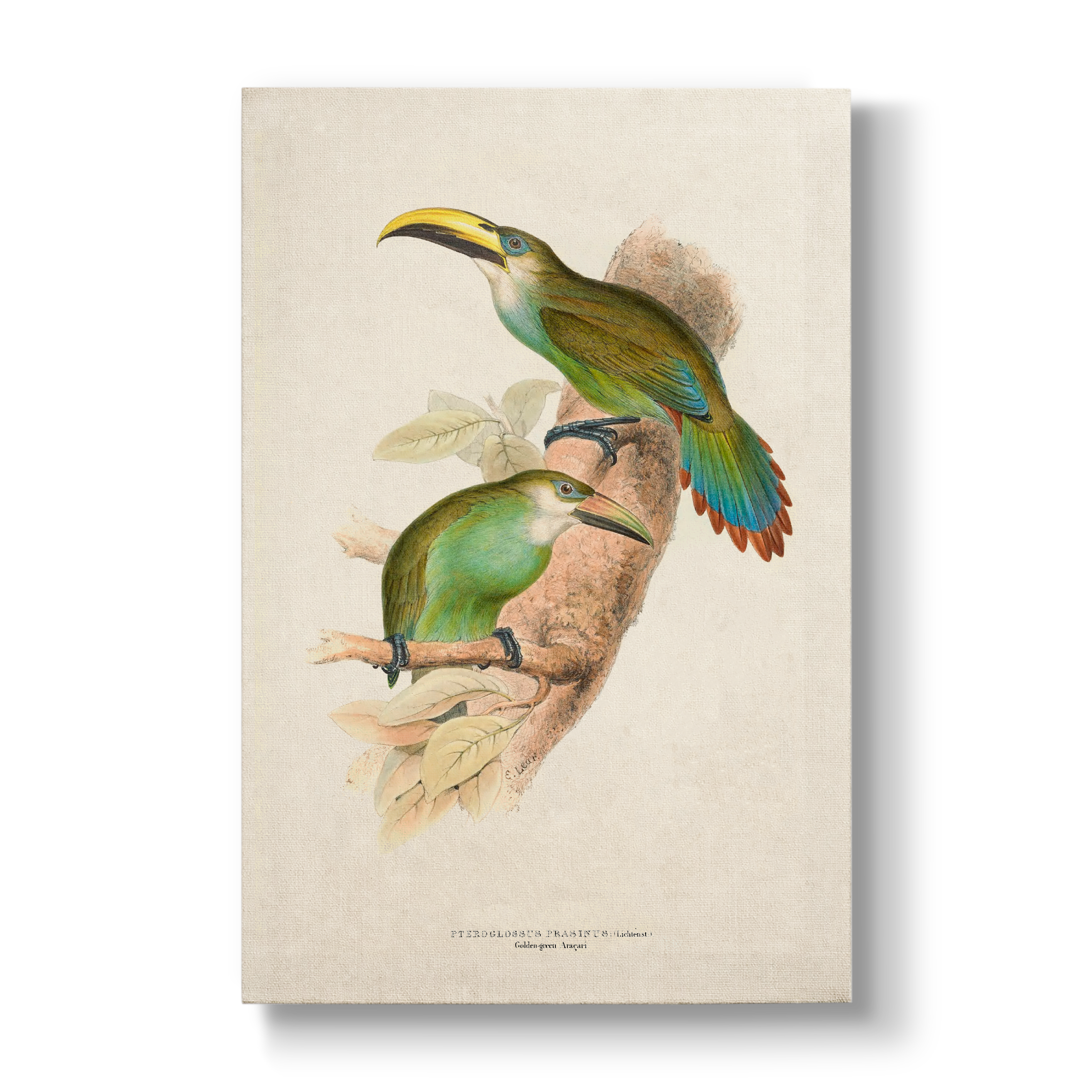 Golden-green Aracari - Botanical Print