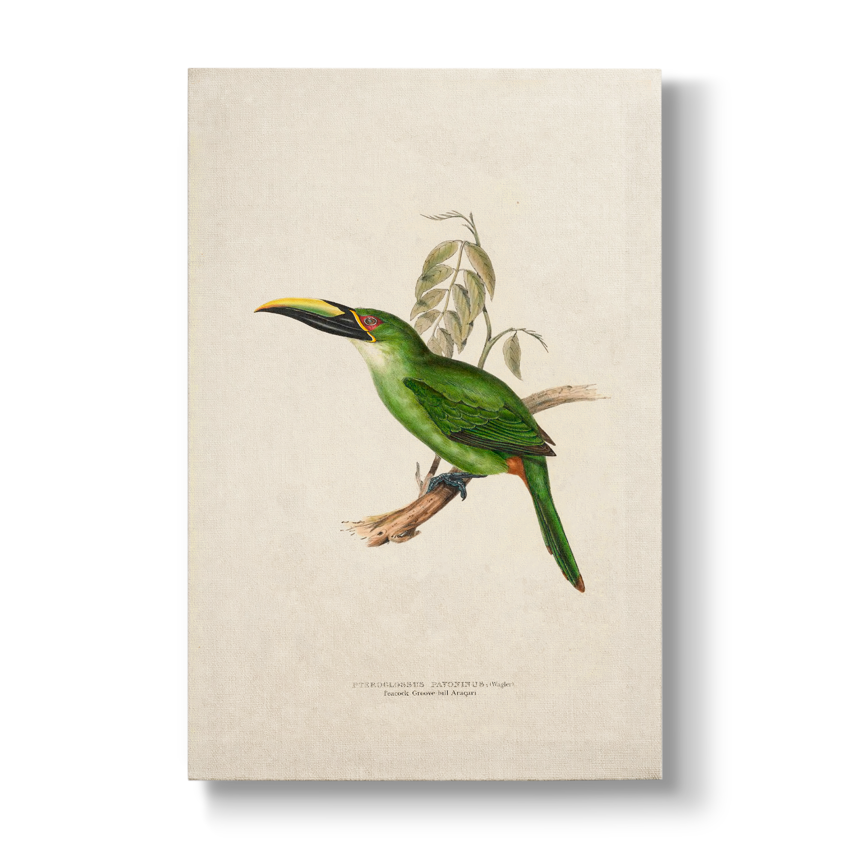 Peacock Groove-billed Aracari - Botanical Print