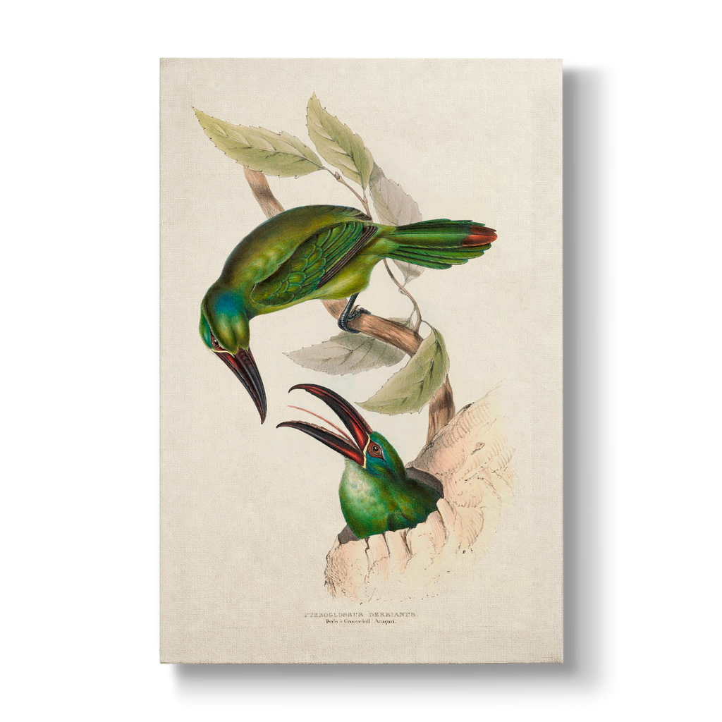 Derby's Groove-billed Aracari - Botanical Print