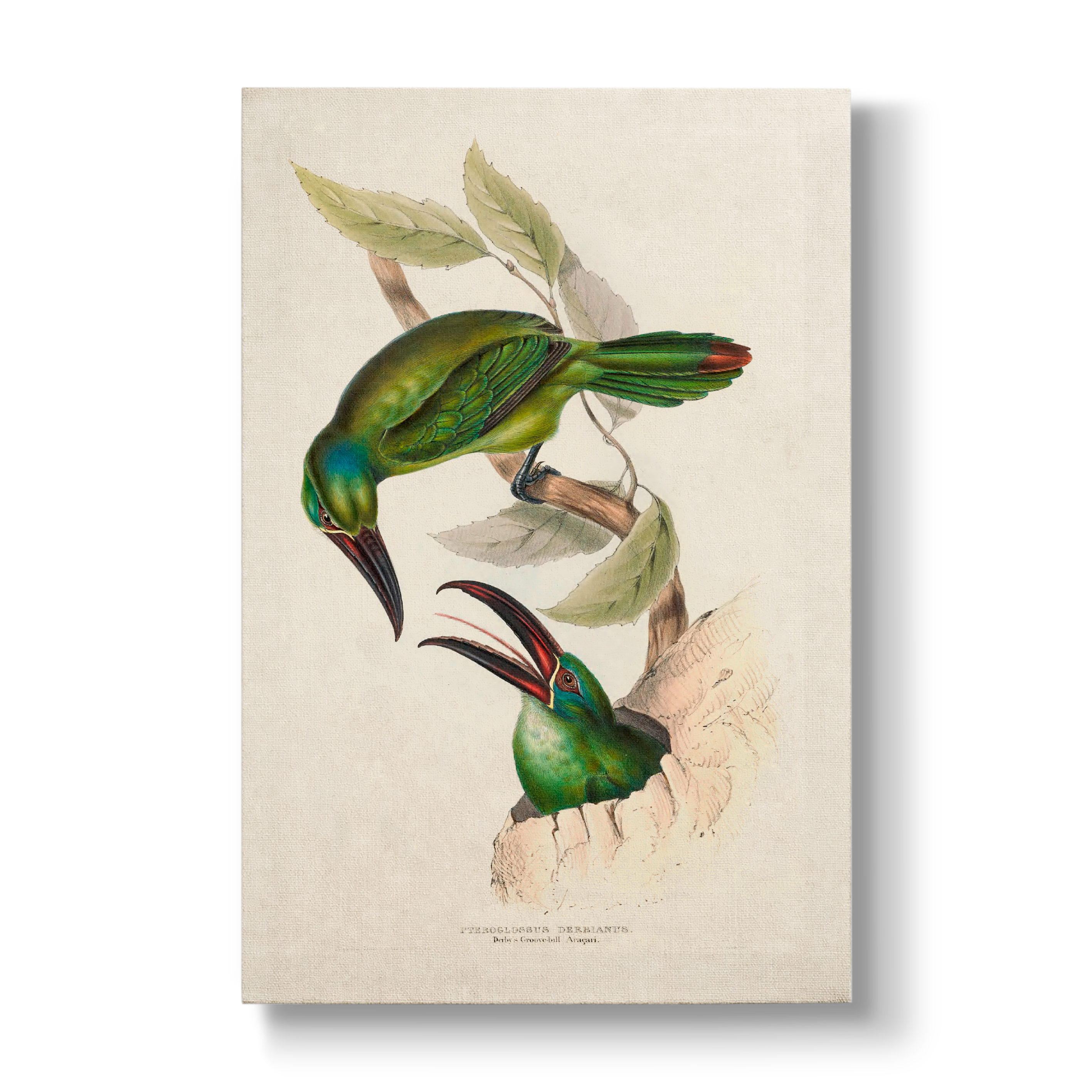 Derby's Groove-billed Aracari - Botanical Print